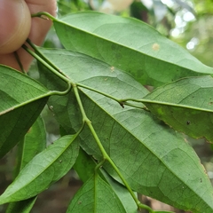 Xanthophyllum eurhynchum