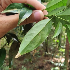 Xanthophyllum eurhynchum