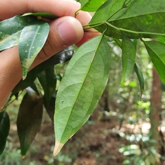 Xanthophyllum eurhynchum