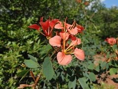 Bauhinia galpinii