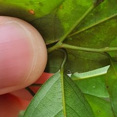 Xanthophyllum eurhynchum