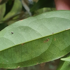 Xanthophyllum eurhynchum