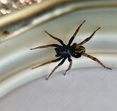 Allocosa funerea