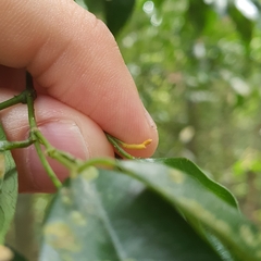 Xanthophyllum eurhynchum