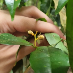 Xanthophyllum eurhynchum