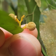 Xanthophyllum eurhynchum