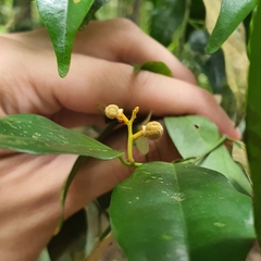 Xanthophyllum eurhynchum