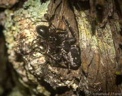 Tharpyna campestrata