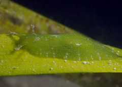 Phyllaplysia