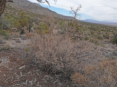 Symphoricarpos longiflorus