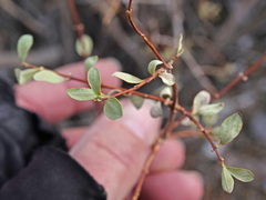 Symphoricarpos longiflorus