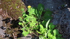 Crepidiastrum lanceolatum
