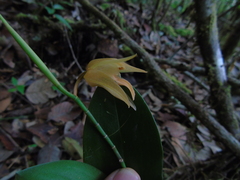 Coelogyne
