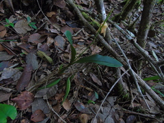 Coelogyne