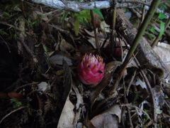 Etlingera