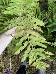 Osmunda claytoniana