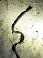 Cacophis harriettae
