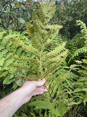 Osmunda claytoniana