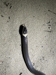 Cacophis harriettae