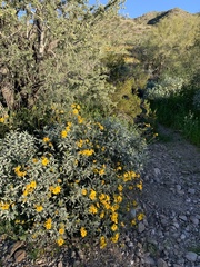 Encelia farinosa