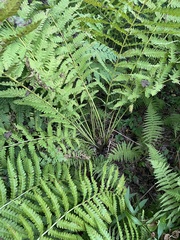 Osmunda claytoniana