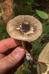 Agaricus endoxanthus
