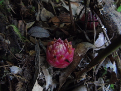 Etlingera
