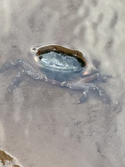 Decapoda