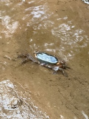Decapoda