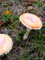 Amanita wellsii