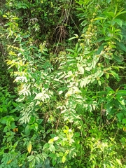 Varronia curassavica