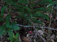 Etlingera