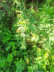 Varronia curassavica