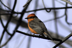 Pyrocephalus rubinus