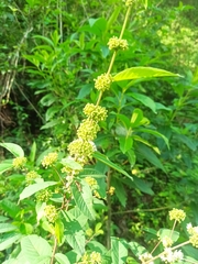 Varronia curassavica