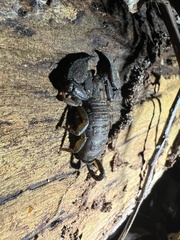 Hormurus