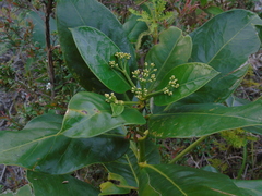 Coelospermum truncatum