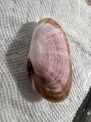 Psammobiidae