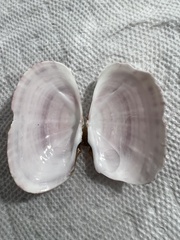 Psammobiidae