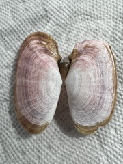Psammobiidae