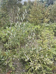 Salix humilis