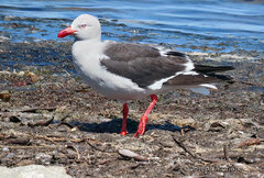 Leucophaeus scoresbii