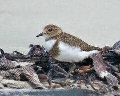 Charadrius falklandicus
