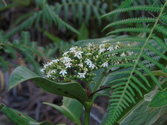 Coelospermum truncatum