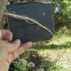 Dichelachne micrantha