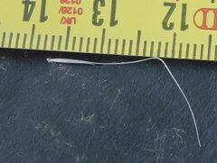 Dichelachne micrantha