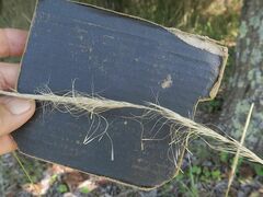 Dichelachne micrantha