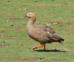 Chloephaga rubidiceps