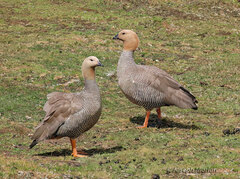 Chloephaga rubidiceps