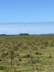 Camponotus punctulatus